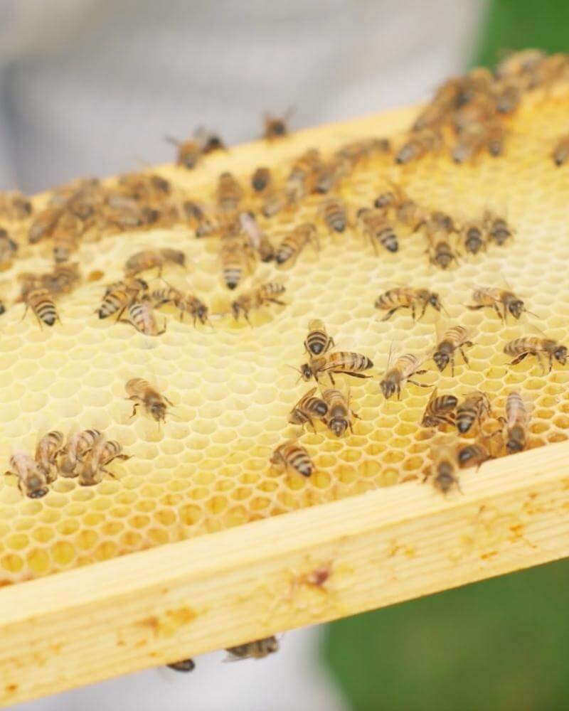 many-bees-on-honeycomb